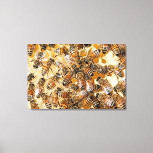 Bee keeping at Arlo’s Honey Farm Leinwanddruck