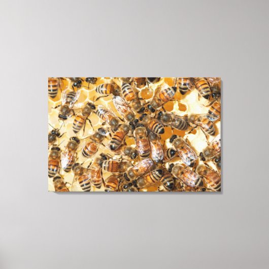 Bee keeping at Arlo’s Honey Farm Leinwanddruck (Vorderseite)