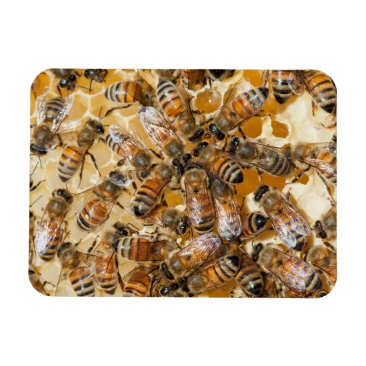 Bee keeping at Arlo’s Honey Farm Magnet (Horizontal)