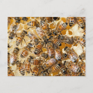 Bee keeping at Arlo’s Honey Farm Postkarte
