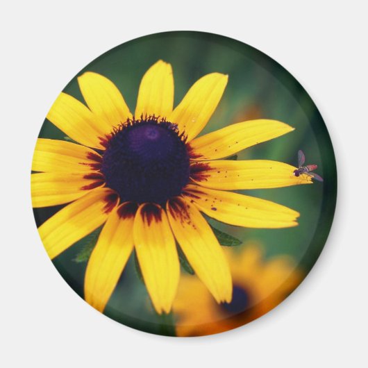 Bee On Black Eyed Susan Flower Nature  Magnet (Vorne)