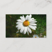 Bee on Daisy Alaskan Summer Nature Photo Visitenkarte (Rückseite)
