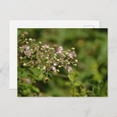 Bee on flower postkarte (Vorne/Hinten)