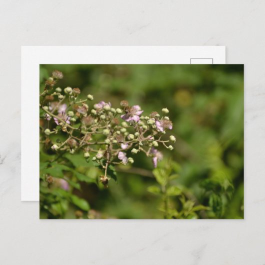 Bee on flower postkarte (Vorne/Hinten)