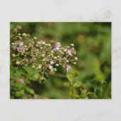 Bee on flower postkarte (Vorderseite)