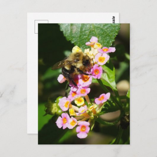 "Bee on Lantana." Postkarte (Vorne/Hinten)