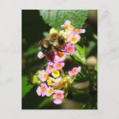 "Bee on Lantana." Postkarte (Vorderseite)