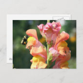 Bee On Snapdragon Blume Foto Postcard Postkarte (Vorne/Hinten)