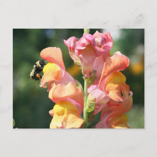 Bee On Snapdragon Blume Foto Postcard Postkarte (Vorderseite)