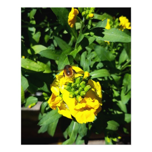 Bee on Yellow Flowers Fotodruck (Vorne)