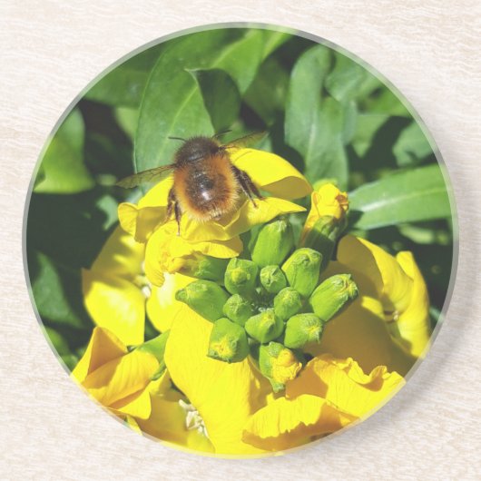 Bee on Yellow Flowers Getränkeuntersetzer (Vorne)
