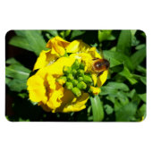 Bee on Yellow Flowers Magnet (Horizontal)