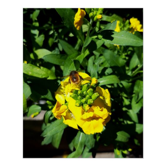 Bee on Yellow Flowers Poster (Vorderseite)