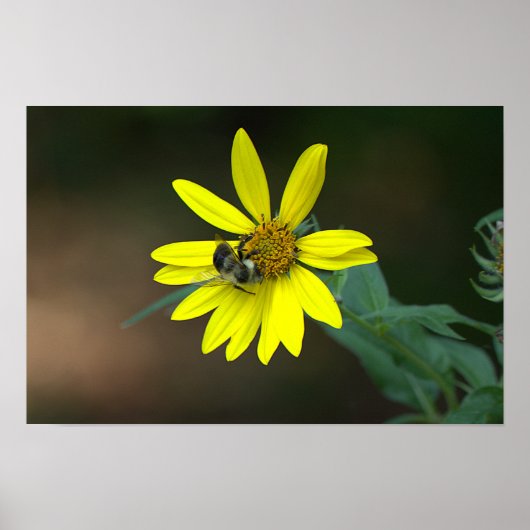 Bee on Yellow Wildflower Poster (Vorne)