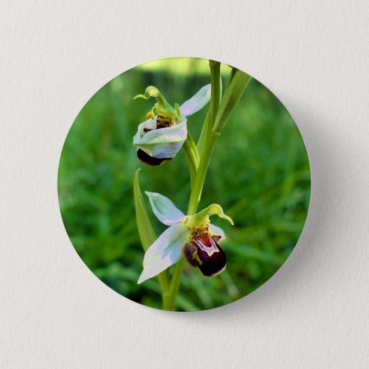 Bee Orchid Abzeichen Button (Vorderseite)