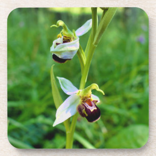 Bee Orchid Getränkeuntersetzer