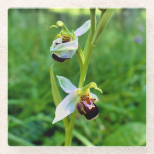 Bee Orchid Glasuntersetzer