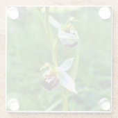 Bee Orchid Glasuntersetzer (Rückseite)