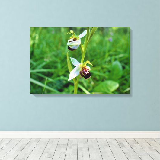 Bee Orchid Leinwanddruck (Insitu (Holzboden))