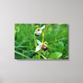 Bee Orchid Leinwanddruck (Vorderseite)