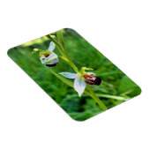 Bee Orchid Magnet (Rechte Seite)