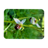Bee Orchid Magnet (Horizontal)