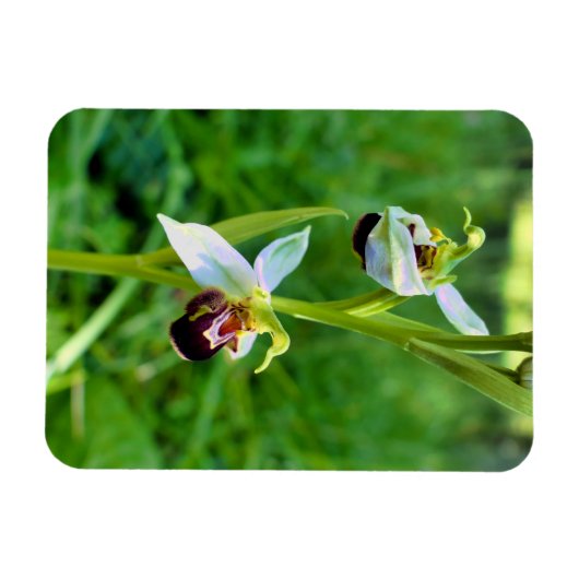Bee Orchid Magnet (Horizontal)