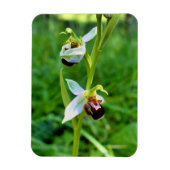 Bee Orchid Magnet (Vertikal)