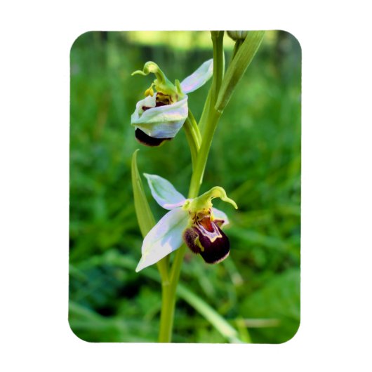 Bee Orchid Magnet (Vertikal)