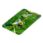 Bee Orchid Magnet (Linke Seite)