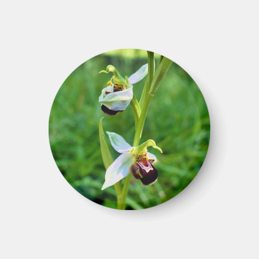 Bee Orchid Magnet (Vorne)