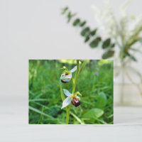 Bee Orchid