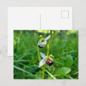 Bee Orchid Postkarte (Vorne/Hinten)