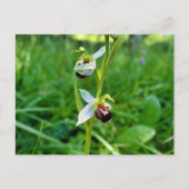 Bee Orchid Postkarte (Vorderseite)