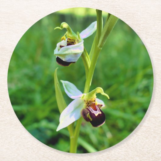Bee Orchid Runder Pappuntersetzer (Vorderseite)