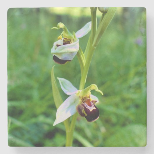 Bee Orchid Steinuntersetzer (Vorderseite)