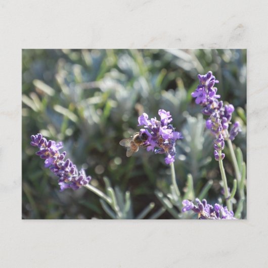 Bee Postcard Postkarte (Vorderseite)