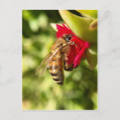 BEE POSTKARTE (Vorderseite)