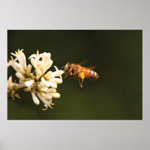 Bee - Schatz, ich bin Zuhause Poster