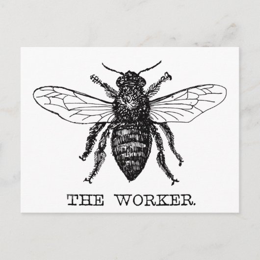Bee Worker Honey Black Bumblebee Postkarte (Vorderseite)