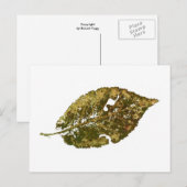 "Beech #2" Landstraßen Postkarte (Vorne/Hinten)