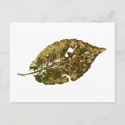 "Beech #2" Landstraßen Postkarte (Vorderseite)
