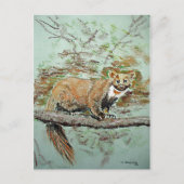 Beech Marten Postkarte (Vorderseite)