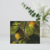 Beech Postcard Postkarte (Stehend Vorderseite)