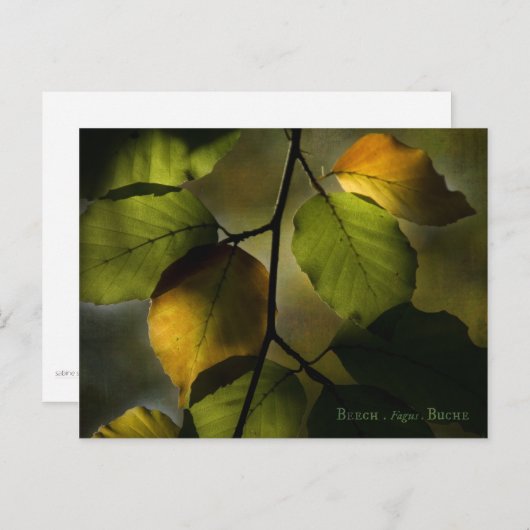 Beech Postcard Postkarte (Vorne/Hinten)
