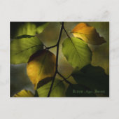 Beech Postcard Postkarte (Vorderseite)