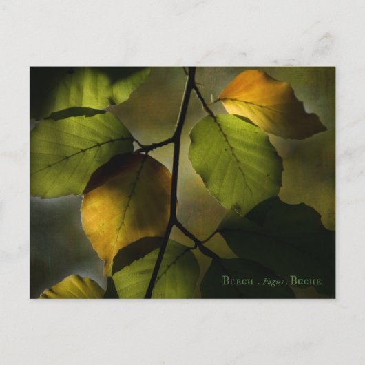Beech Postcard Postkarte (Vorderseite)