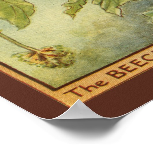 Beech Tree Fairy von Vision Studio Poster (Ecke)