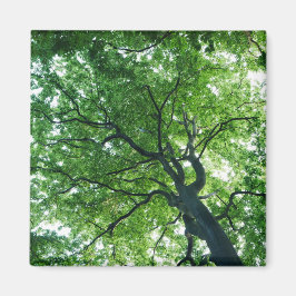 Beech Tree Magnet