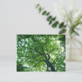 Beech Tree Postcard Postkarte (Stehend Vorderseite)